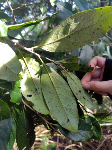 唐麻丹山 蝴蝶谷2918820