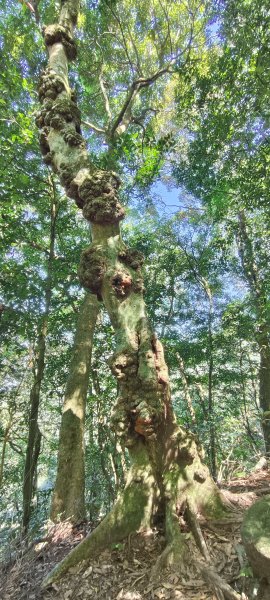 2025/10/10-水田林道上外鳥嘴山2911504