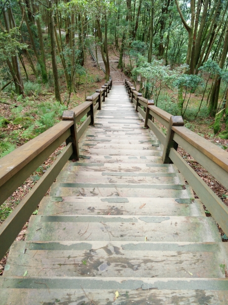 檜山巨木群步道53595