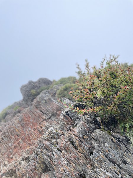 白牆還是白牆的~石門山、小奇萊山1860268