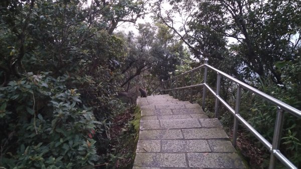 2020.2.28大尖山步道之旅1411213