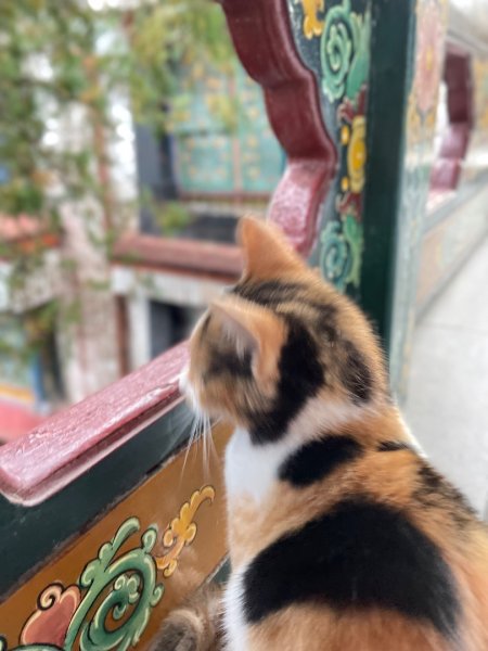 拉薩/布達拉宮-札達/古格王朝遺址皮央東嘎遺址-古寺廟2898445