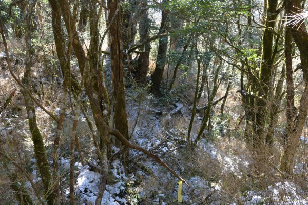 塔曼山樹洞雪景1239418