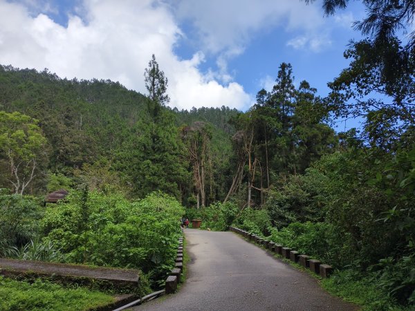 [百山百鳥尋旅-05/15] 2025_0830 溪頭賞鳥步道_觀景步道2875590