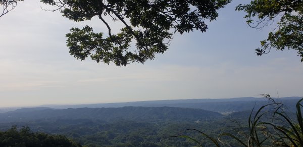 鹿寮坑桐花步道1772402