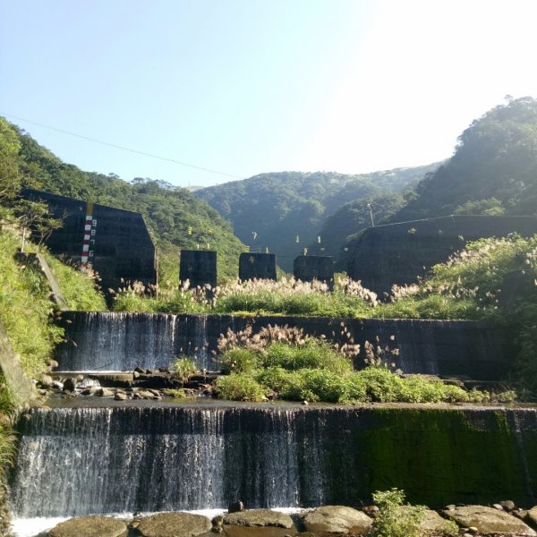 芒花季~金色山脈金字碑古道稜線縱走471951