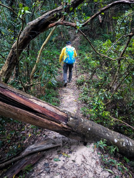 2025-03-08 汶水三山：金童山、汶水山、玉女山 連走2736508