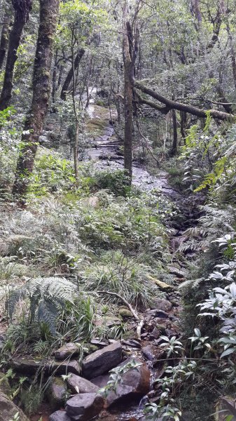 20190912 從雲森瀑布登樂佩山679432