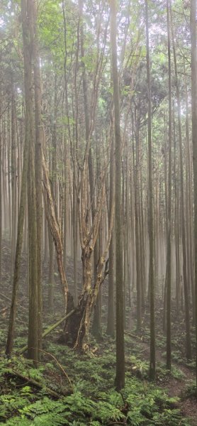 縱走大鳥鵝2828384