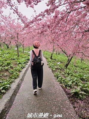 【台中和平】2026福壽山農場千櫻園賞櫻季3010681