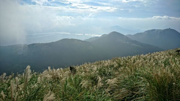 2016大屯山芒花119387