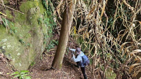 20260308內灣三山(內灣山-麥樹仁山南峰-麥樹仁山-舊砲台山-加那排山-白石湖山)3013430