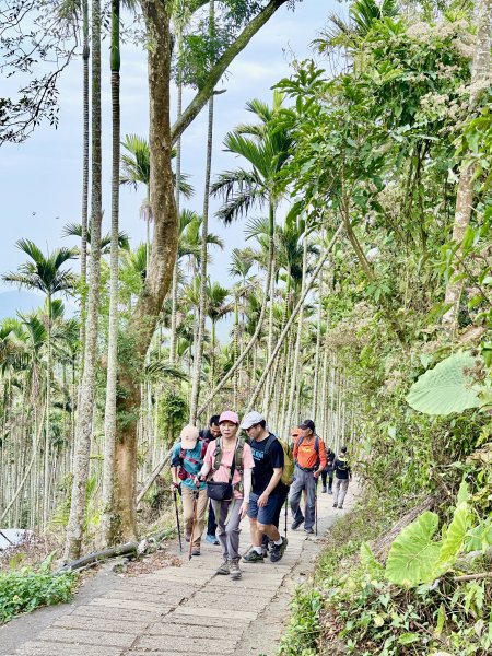 二尖.大尖山悠遊--好友再聚的茶園餘韻   2026.01.182985472