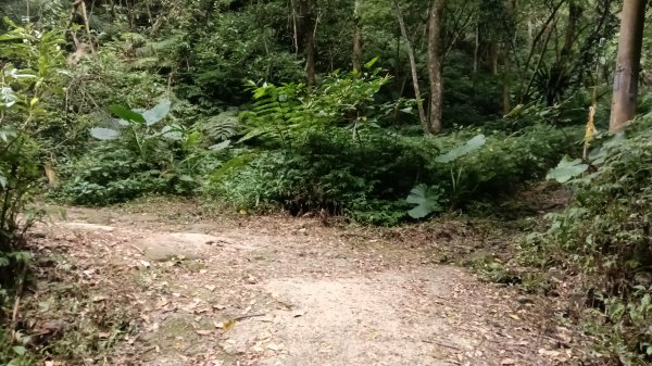文山區草湳大榕樹-貓空圓山東北峰-貓空圓山-次格中繼站-貓空尖-二格山步道-草湳大榕樹3130188