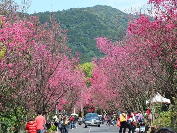 【台北市】復興三路櫻花隧道(白宮山莊、永春寮步道)