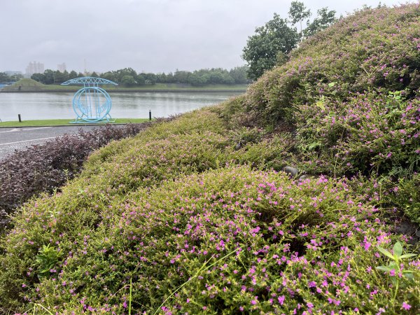 [全臺走路趣尋寶-16/71]  2023_1028 冬山河親水公園步道2332754