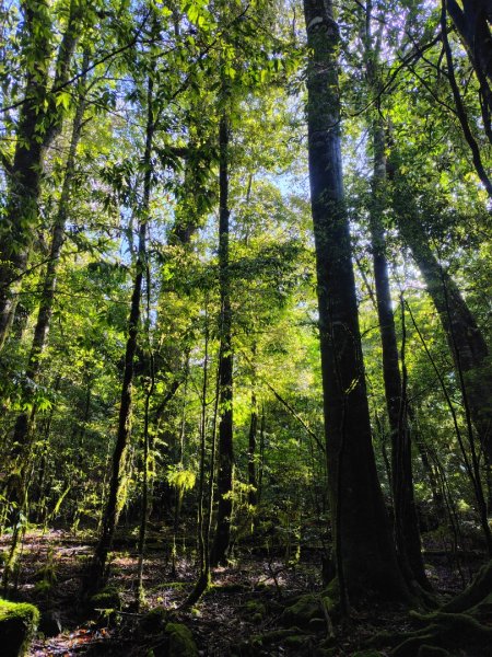 稍來小雪山國家步道、船型山、鞍馬山、鞍馬山東北峰、天池、雪山神木2799831