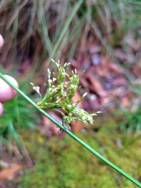 稍來小雪山國家步道、船型山、鞍馬山、鞍馬山東北峰、天池、雪山神木2799681