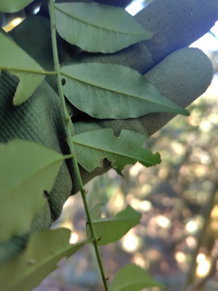 大竹溪山連走鞍輪名山3006901