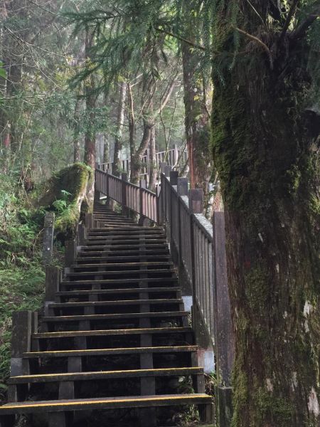 太平山檜木原始林步道225815