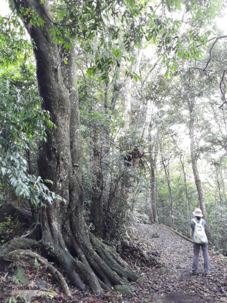 苗栗馬那邦山（珠湖線）20180630359831