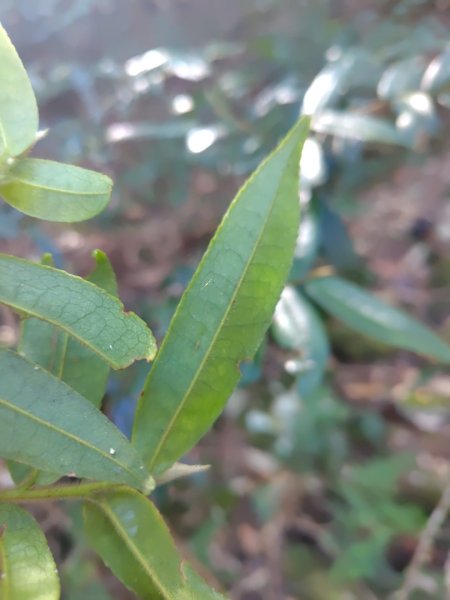 大雪山森林遊樂區 遊客中心 小神木 北三錐山 平石山西北峰2952862
