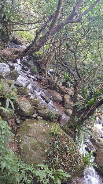 【2025草嶺古道芒花季】完成!2929479