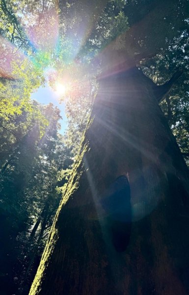 漫遊大雪山森林 訪尋雪山大小神木 快閃天池2923245