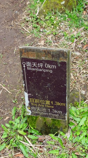 20260125 陽明山前後山健行(無極天元宮~山仔頂步道.向天池.向天山.面天山.二子坪)2998002