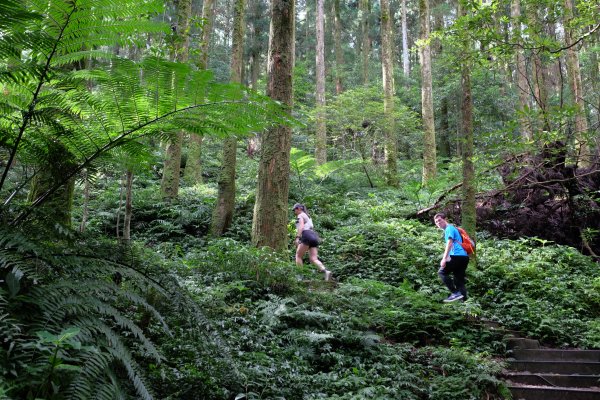 桃園復興區  東卡O縱2823803