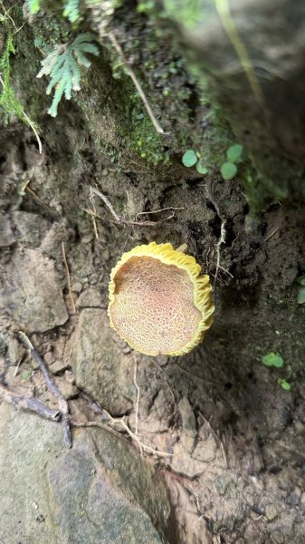 20250824小百岳大橫屏山2871815