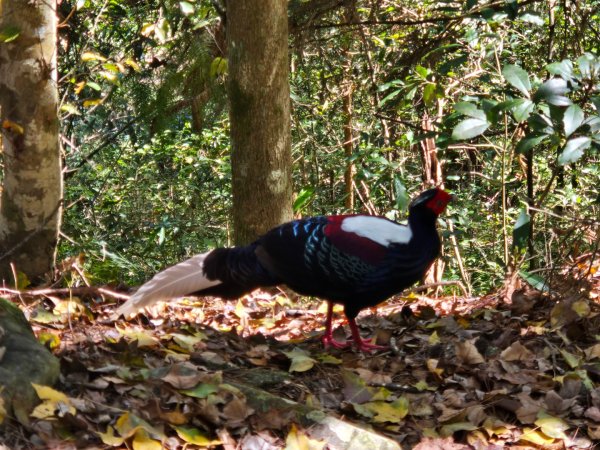 八仙山森林遊樂區、佳保台山