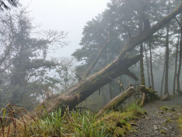 神木園步道2371889
