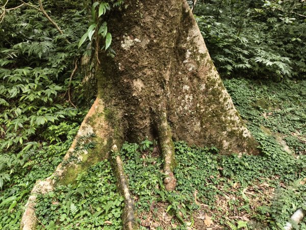 [百山百鳥尋旅-09/15] 2025_0920 滿月圓國家森林遊樂區步道群2893074