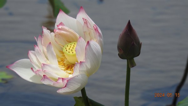 雲山水花鳥蝶-天龍國阿伯的日常5/152503285