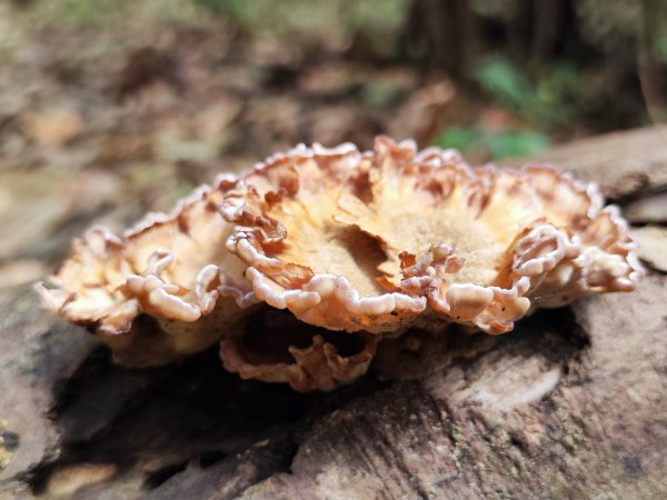新山夢湖-友蚋山-友蚋南峰-五指山古道2755388