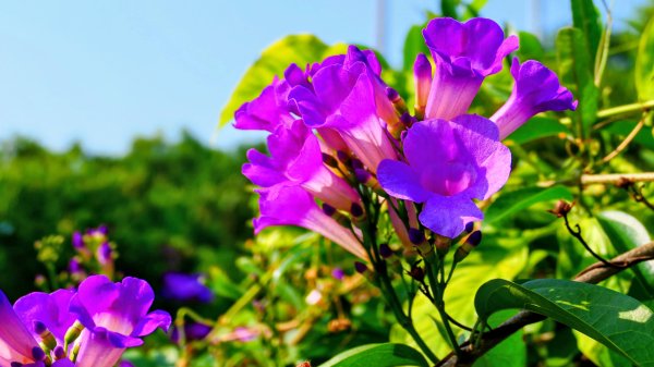 大社觀音山湖2954898