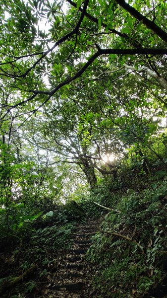 20260125 陽明山前後山健行(無極天元宮~山仔頂步道.向天池.向天山.面天山.二子坪)2997954