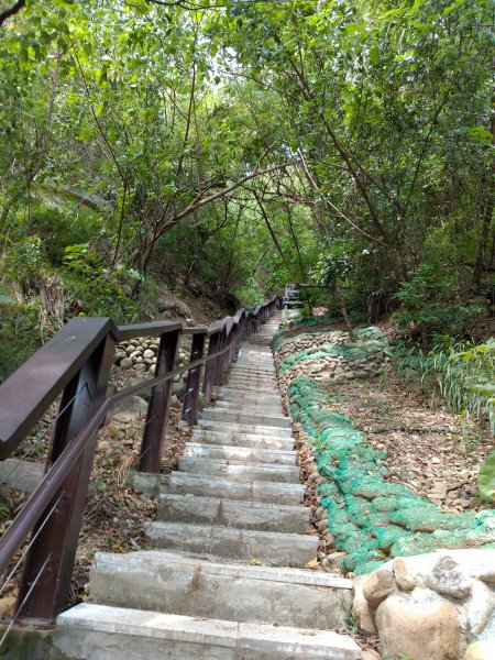 步道巡訪員 l 鯉魚山步道七月巡訪日誌1050324