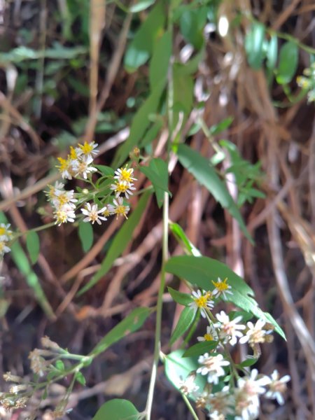 東埔走八通關古道訪龍貓公車繞對關山O型2962769