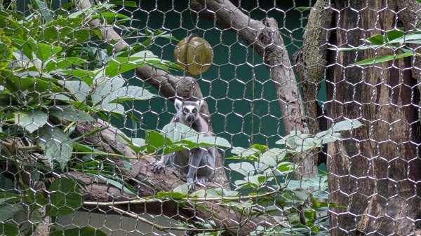 木柵動物園2322109