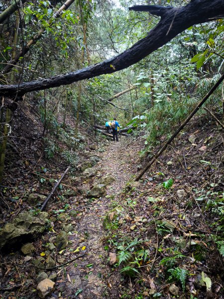 2025-03-08 汶水三山：金童山、汶水山、玉女山 連走2736519