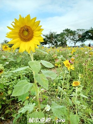 【苗栗】賞花趣~銅鑼杭菊x通霄蒜香藤花廊2945978