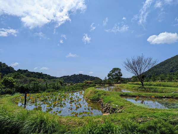 竹子湖步道群悠遊行1853526