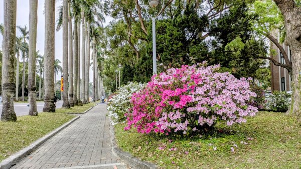《西江月。魯冰花艷台大》2725786