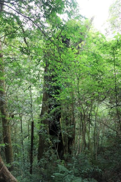 〔桃園復興〕拉拉山巨木，史詩級魔幻森林，75公頃紅檜 扁柏森林浴2237062