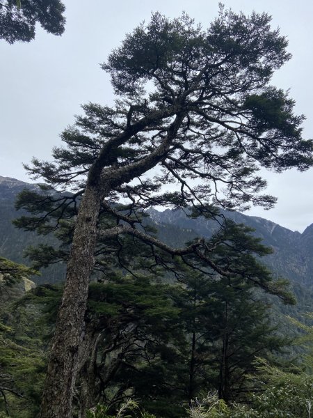 20230515-16玉山前西峰+遠望雨中的主東北2436683
