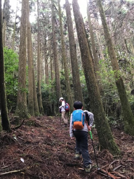 尋訪鳶嘴西稜香杉與桂竹袐境長壽山大崠山546010