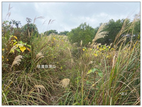 塗崁頂山、西南峰、心形公路、嶺頂步道 連走2971791