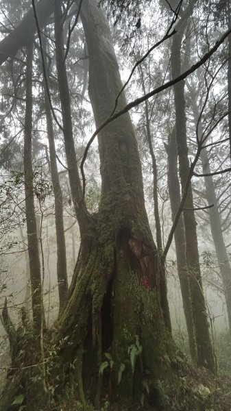 芃芃山西北稜大內台2693952